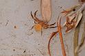 Thomisus_spectabilis_D7864_Z_88_North Stradbroke island_Australie
